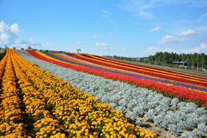 北海道の花の名所・花畑を紹介！見頃の時期？ラベンダーなど種類も豊富！