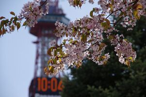 札幌の桜の開花はいつ？2017年開花予想まとめ！おすすめの名所は？