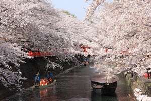 岐阜県内には桜の名所がいっぱい！撮影したくなるスポットを紹介！