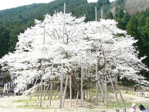 淡墨桜を観るなら岐阜の根尾谷へ！アクセス方法や駐車場まとめ