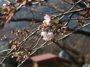 桜の開花はいつ？神奈川県内の桜の名所や桜祭りの情報をご紹介！
