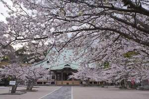 鎌倉を巡るならここがおすすめ！桜の有名スポットや穴場をご紹介！