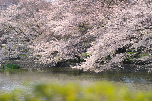鎌倉の桜が綺麗な名所特集！2017年の開花時期情報や穴場を徹底調査！