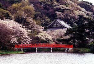 神奈川で桜を見よう！開花時期から県内の名所・桜祭り情報もご紹介！