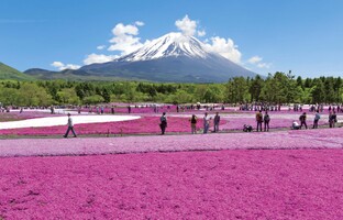 富士芝桜まつり2017の見頃や日程はいつ？富士山を背景にした絶景！