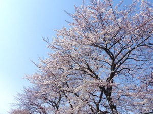 奈良県の桜の名所特集15選！2017年開花情報と穴場スポットをご紹介