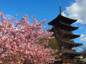 京都の桜の名所！花見にもおすすめな人気スポットまでご紹介！
