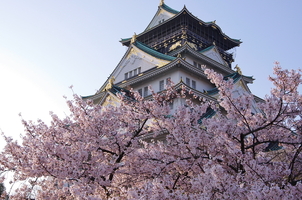 大阪城公園の桜の見頃は？ライトアップの時間帯・屋台情報も調査