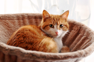 名古屋の猫カフェ・おすすめ7選！かわいい猫たちと触れ合って癒されよう！
