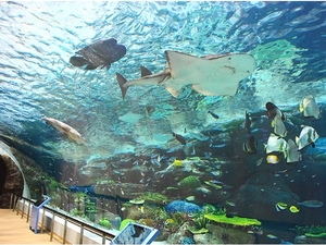 名古屋港水族館へ行こう！気になる料金・割引・周辺施設からアクセス方法まで！