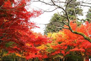 滋賀県の紅葉おすすめスポットのご紹介！ライトアップにメタセコイアは黄金色