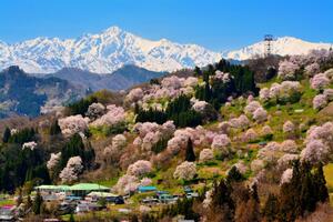 長野の桜名所11選！有名スポットから穴場まで春を満喫しよう