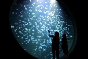 加茂水族館・世界一のクラゲの展示を見に行こう！営業時間に料金・混雑状況も！