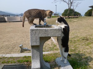 笠戸島観光は見どころたくさん！猫島で人気！釣りスポットや名物も紹介します！