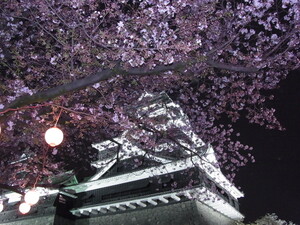 熊本城の2017年桜開花状況は？花見に最適な見頃は？ライトアップは？