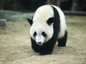 北京動物園！パンダを見なくちゃ始まらない！入場料は？レアーな観光お土産も！