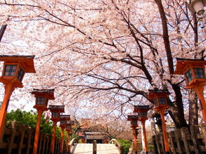 京都の名所特集！人気の観光スポットからおすすめの穴場まで！