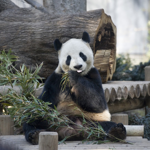 上海動物園でパンダに会う！アクセスに入場料・開園時間や見どころを解説！