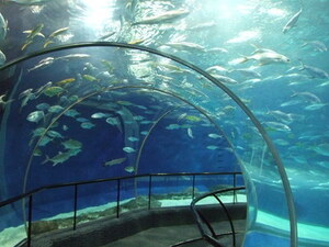 上海海洋水族館の海底トンネルはアジア最長！見どころやアクセスは？