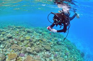 沖縄でダイビングするならここがおすすめ！初心者でも幻想的な海を体験出来る！