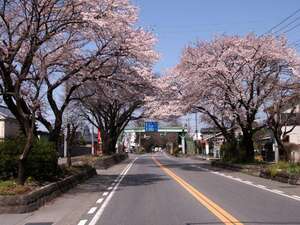 日光街道・桜並木が素晴らしい！栃木の桜名所・お花見スポットご紹介！