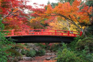 紅葉谷公園は紅葉が人気！宮島の観光・参拝の帰りに！アクセス情報は？見ごろは？