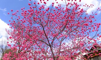 沖縄の桜「寒緋桜」名所ご紹介！日本一早いお花見の時期はいつ？