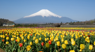 富士五湖観光におすすめ！人気温泉に入れるホテルやグルメ情報も