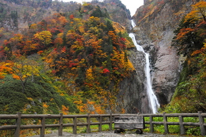 称名滝の紅葉は見逃せない！アクセス情報！日本一の絶景は迫力満点！