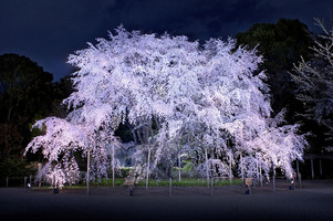 東京の夜桜で花見！おすすめの穴場を紹介！ライトアップはデートにピッタリ！
