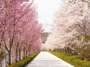 千葉の桜の名所と開花予想！桜祭りに人気夜桜スポット紹介！お花見に！