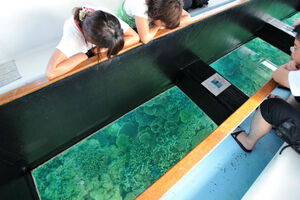 沖縄の海をグラスボートで水中観光しよう！人気スポットをご紹介！
