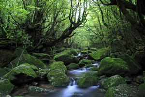 屋久島の縄文杉は樹齢数千年！魅力あふれる森のガイドツアー所要時間は？