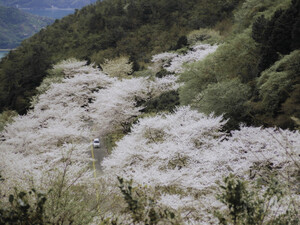 野呂山は桜の名所！開花の時期は？花見登山がおすすめ！初日の出スポットも！