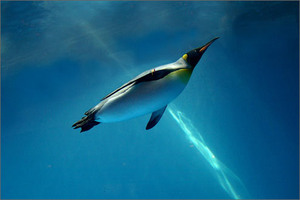 長崎ペンギン水族館は参加体験型！餌やり・シーカヤックも！アクセスは？