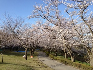 吉野公園でお花見やプールが楽しめる！鹿児島の憩いの場の駐車場やアクセスは？