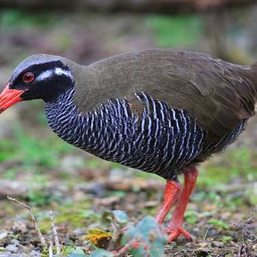 ヤンバルクイナ を生態展示学習施設で観察 絶滅危惧種の天然記念物 Travelnote トラベルノート