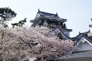 岡崎公園は桜の名所！見頃や桜祭りの時期・ライトアップ情報も！