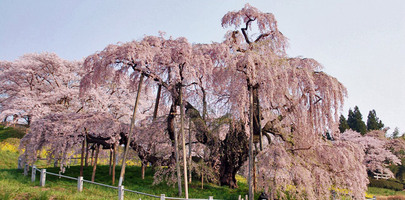 日本三大桜の名所は？五大桜やお花見スポットも合わせてご紹介！