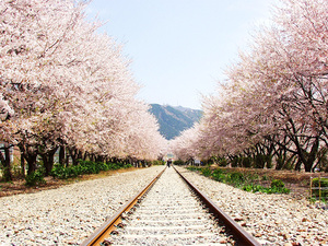 韓国・鎮海観光！桜の名所で有名！軍港祭は見どころ満載でおすすめ！