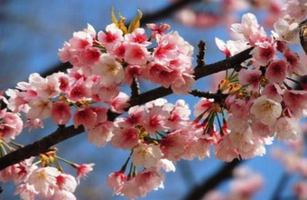 鎌倉の桜の見頃は？鎌倉山などおすすめのスポットを紹介！