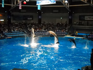 関東のおすすめ水族館ガイド！デートに人気の施設は夜も楽しめる！