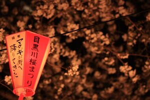 関東で桜がおすすめの名所や穴場を紹介！お花見やお祭りで楽しもう！