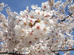 東京都内の桜の名所おすすめランキングBEST17！穴場情報もあり！