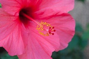 ハワイの定番の花の名前！8種類の意味と花言葉・レイで使われる花も！