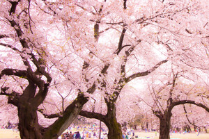 関西の桜おすすめの名所は？見頃やライトアップの時期・お花見の穴場も紹介！