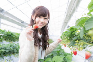 兵庫県のイチゴ狩りでおすすめは？予約なしでOKの農園や食べ放題など！