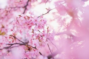 目黒川の桜まつり特集！花見コースやライトアップの時間など！