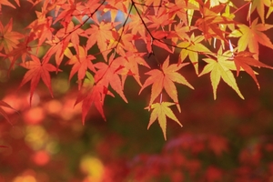 9月・10月・11月の旅行におすすめ！秋の日本を楽しむ人気スポットまとめ！
