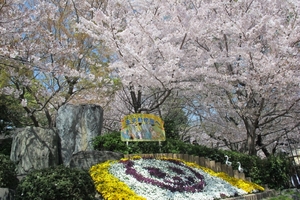 神戸でおすすめの桜の名所は？隠れた穴場でお花見しよう！ライトアップで夜桜も！